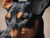 Pinscher Treffen